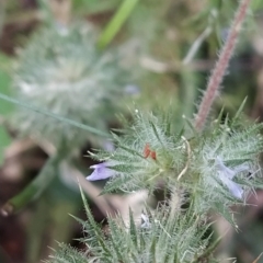 Navarretia squarrosa at Paddys River, ACT - 26 Feb 2023