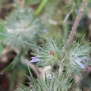 Navarretia squarrosa at Paddys River, ACT - 26 Feb 2023