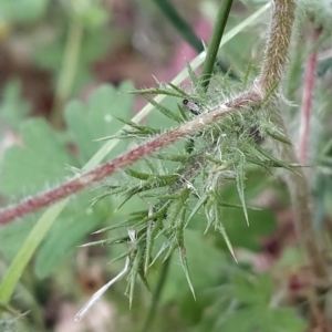 Navarretia squarrosa at Paddys River, ACT - 26 Feb 2023