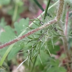 Navarretia squarrosa at Paddys River, ACT - 26 Feb 2023