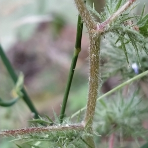 Navarretia squarrosa at Paddys River, ACT - 26 Feb 2023