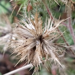 Navarretia squarrosa at Paddys River, ACT - 26 Feb 2023