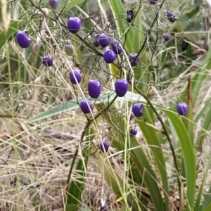 Dianella tasmanica at Paddys River, ACT - 26 Feb 2023 08:52 AM