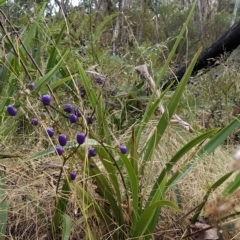 Dianella tasmanica at Paddys River, ACT - 26 Feb 2023