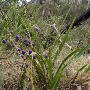 Dianella tasmanica at Paddys River, ACT - 26 Feb 2023 08:52 AM