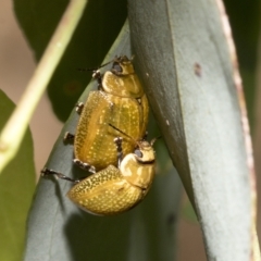 Paropsisterna cloelia (Eucalyptus variegated beetle) at Hawker, ACT - 25 Jan 2023 by AlisonMilton