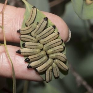 Paropsisterna cloelia at Hawker, ACT - 26 Jan 2023