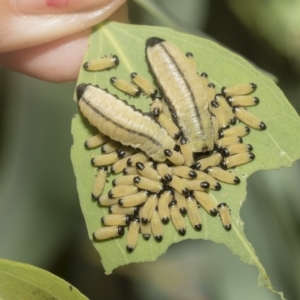 Paropsisterna cloelia at Hawker, ACT - 26 Jan 2023