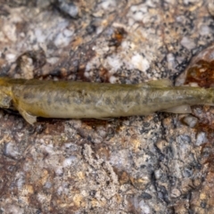 Galaxias olidus (Mountain Galaxias) at Paddys River, ACT - 25 Feb 2023 by trevsci
