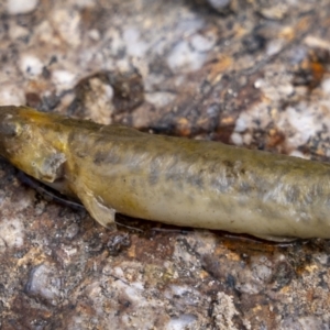 Galaxias olidus at Paddys River, ACT - 26 Feb 2023