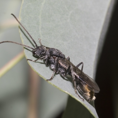 Unidentified Wasp (Hymenoptera, Apocrita) at Hawker, ACT - 25 Jan 2023 by AlisonMilton