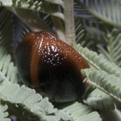 Dicranosterna immaculata (Acacia leaf beetle) at Hawker, ACT - 26 Jan 2023 by AlisonMilton