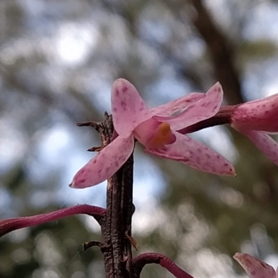 Dipodium roseum (Rosy Hyacinth Orchid) at Paddys River, ACT - 26 Feb 2023 by KumikoCallaway