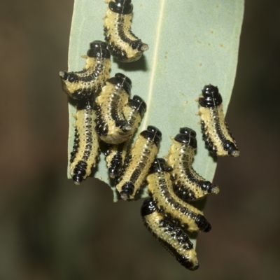 Paropsis atomaria (Eucalyptus leaf beetle) at Hawker, ACT - 25 Jan 2023 by AlisonMilton