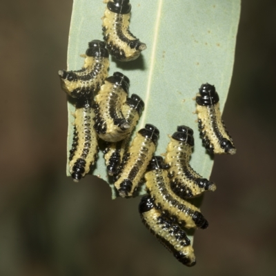 Paropsis atomaria (Eucalyptus leaf beetle) at Hawker, ACT - 26 Jan 2023 by AlisonMilton