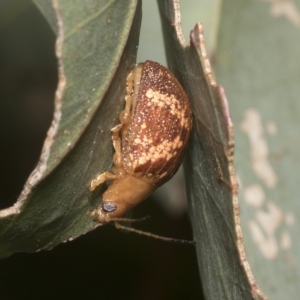 Paropsis aspera at Hawker, ACT - 26 Jan 2023