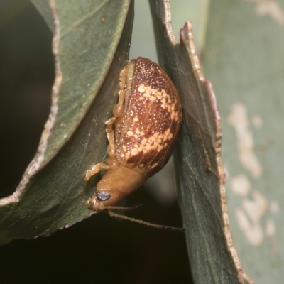 Paropsis aspera (Eucalyptus Tortoise Beetle) at Hawker, ACT - 25 Jan 2023 by AlisonMilton