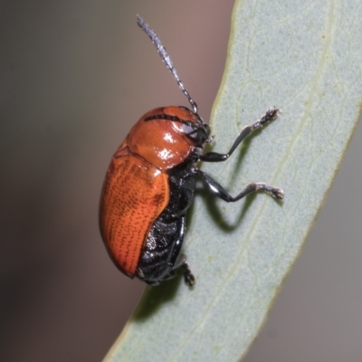 Aporocera (Aporocera) haematodes (A case bearing leaf beetle) at Hawker, ACT - 25 Jan 2023 by AlisonMilton