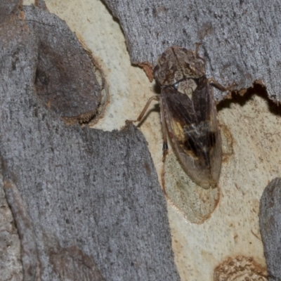 Stenocotis depressa (Leafhopper) at Hawker, ACT - 25 Jan 2023 by AlisonMilton