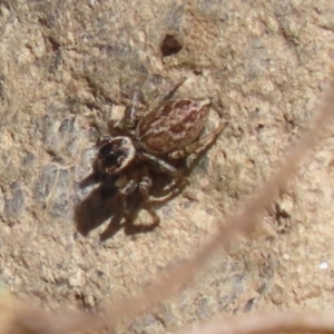 Maratus griseus at Jerrabomberra, ACT - 26 Feb 2023