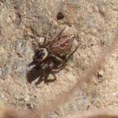 Maratus griseus (Jumping spider) at Jerrabomberra, ACT - 26 Feb 2023 by RodDeb