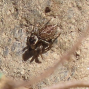 Maratus griseus at Jerrabomberra, ACT - 26 Feb 2023