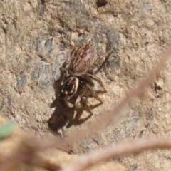 Maratus griseus at Jerrabomberra, ACT - 26 Feb 2023