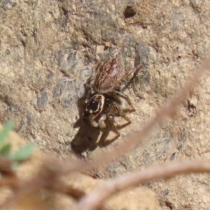 Maratus griseus at Jerrabomberra, ACT - 26 Feb 2023