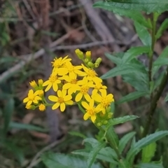 Senecio linearifolius (Fireweed Groundsel, Fireweed) at Gibraltar Pines - 25 Feb 2023 by KumikoCallaway