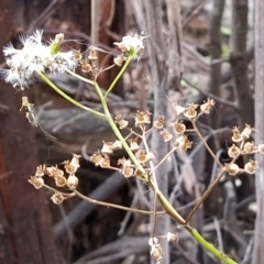 Senecio linearifolius at Paddys River, ACT - 26 Feb 2023 08:23 AM