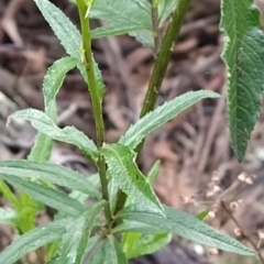 Senecio linearifolius at Paddys River, ACT - 26 Feb 2023 08:23 AM