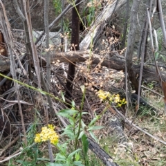 Senecio linearifolius at Paddys River, ACT - 26 Feb 2023 08:23 AM