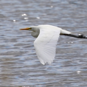 Ardea plumifera at Fyshwick, ACT - 26 Feb 2023