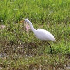 Ardea plumifera at Fyshwick, ACT - 26 Feb 2023 02:46 PM