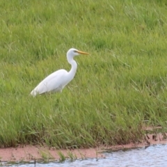 Ardea plumifera at Fyshwick, ACT - 26 Feb 2023