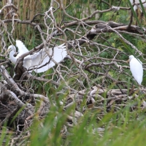 Ardea plumifera at Fyshwick, ACT - 26 Feb 2023 02:46 PM