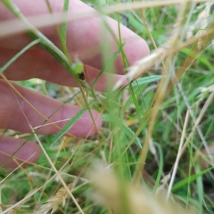 Coronidium scorpioides at Tinderry, NSW - 26 Feb 2023