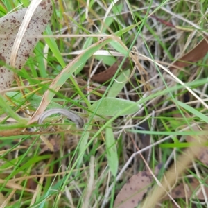 Coronidium scorpioides at Tinderry, NSW - 26 Feb 2023