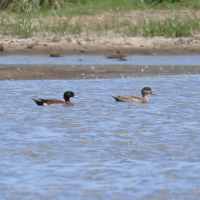 Anas castanea (Chestnut Teal) at Fyshwick, ACT - 26 Feb 2023 by RodDeb