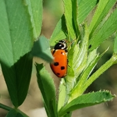 Hippodamia variegata at Molonglo Valley, ACT - 17 Feb 2023