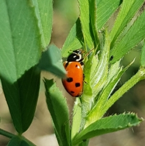 Hippodamia variegata at Molonglo Valley, ACT - 17 Feb 2023