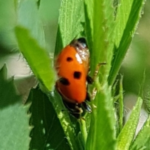 Hippodamia variegata at Molonglo Valley, ACT - 17 Feb 2023