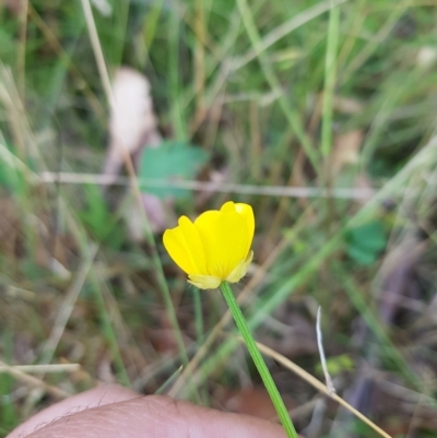Ranunculus lappaceus (Australian Buttercup) at Tinderry, NSW - 26 Feb 2023 by danswell