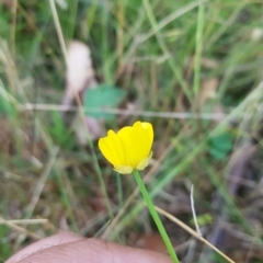 Ranunculus lappaceus (Australian Buttercup) at Tinderry, NSW - 26 Feb 2023 by danswell
