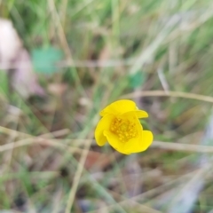 Ranunculus lappaceus at Tinderry, NSW - 26 Feb 2023