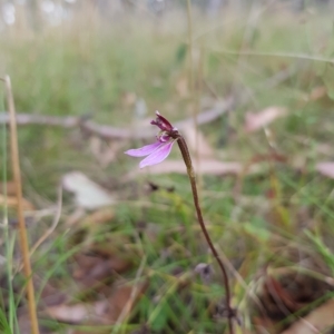 Eriochilus magenteus at Tinderry, NSW - 26 Feb 2023