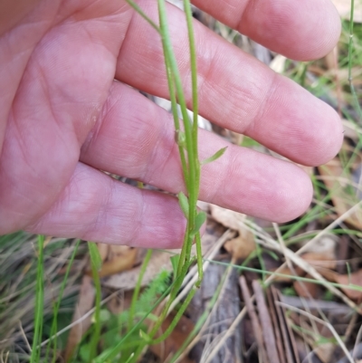 Brachyscome spathulata (Coarse Daisy, Spoon-leaved Daisy) at Tinderry, NSW - 26 Feb 2023 by danswell