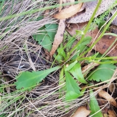 Brachyscome spathulata at Tinderry, NSW - 26 Feb 2023