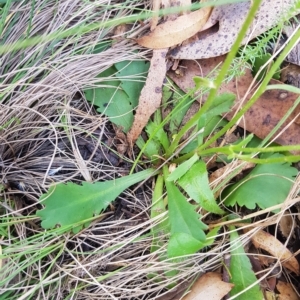 Brachyscome spathulata at Tinderry, NSW - 26 Feb 2023