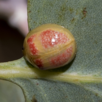 Paropsisterna fastidiosa (Eucalyptus leaf beetle) at Hawker, ACT - 26 Jan 2023 by AlisonMilton